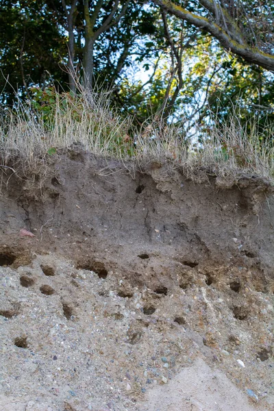 Nesting caves of Sand Martins ( Riparia riparia ) on the steep coast of the island of Poel, Germany, Baltic Sea coast