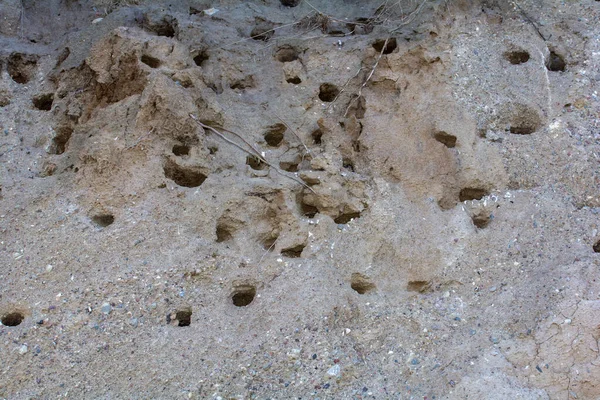 Nesting caves of Sand Martins ( Riparia riparia ) on the steep coast of the island of Poel, Germany, Baltic Sea coast