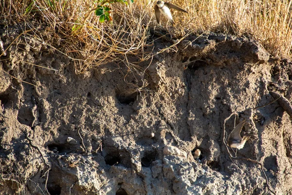 Sand Martins ( Riparia riparia ) chicks in breeding caves on the cliffs on the island of Poel, Germany, Baltic Sea coast