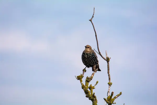 Jovem Estorninho Sturnus Vulgaris Poleiros Ramo Com Muito Céu — Fotografia de Stock