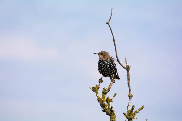 Estornino Joven Sturnus Vulgaris Posa Una Rama Desnuda Con Mucho — Foto de Stock