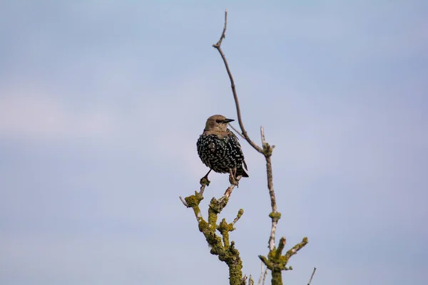 Estornino Joven Sturnus Vulgaris Posa Una Rama Desnuda Con Mucho — Foto de Stock