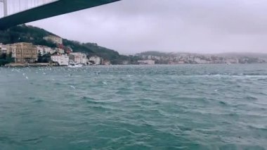 Boğaz köprüsünün altında bir sürü martı var. Martılar Boğaz 'da uçar. Aç bir martı sürüsü yiyecek aramak için uçar..
