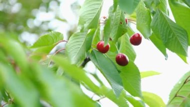 Bir dalda kiraz. Ağaçta olgun kirazlar. Tatlı kırmızı kiraz.