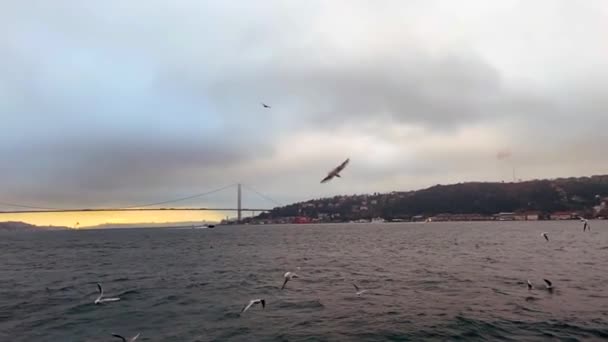 Les Mouettes Volent Dans Bosphore Troupeau Mouettes Affamées Vole Recherche — Video