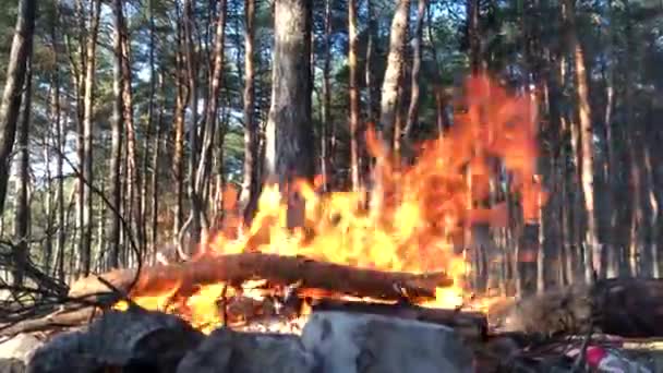 Bonfire Forest Close Fire Close Log Fire Close — Stockvideo