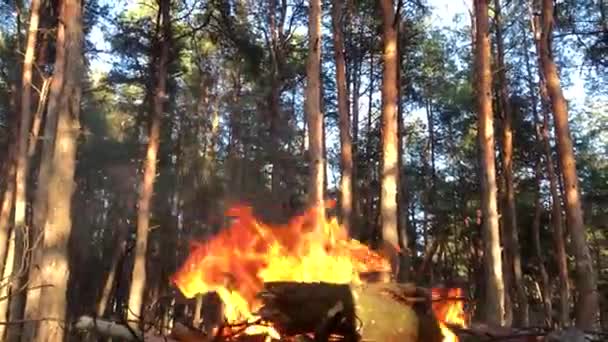 Bonfire Forest Close Fire Close Log Fire Close — Vídeos de Stock
