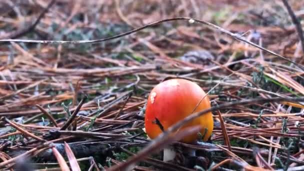 红色的苍蝇在森林里飞来飞去的特写镜头 在针叶林中飞来飞去 森林中的致幻蘑菇 — 图库视频影像