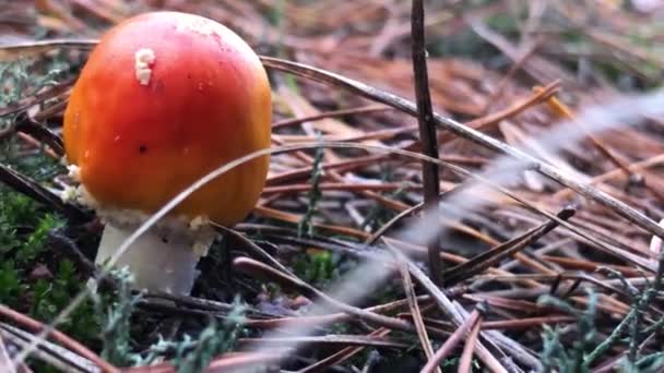 Amanita Muscaria Δηλητηριώδες Μανιτάρι Στη Φύση Fly Agaric Στο Δάσος — Αρχείο Βίντεο