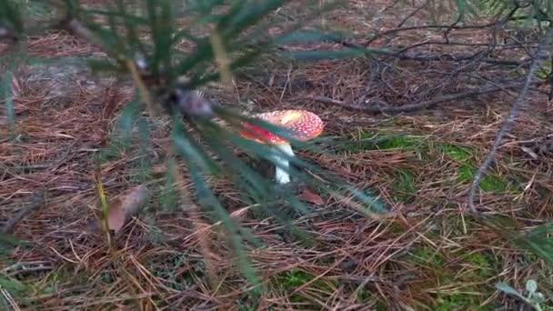 Amanita Muscaria Seta Venenosa Naturaleza Volar Agárico Bosque — Vídeo de stock