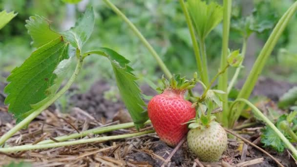 Strawberries Garden Close Ripe Strawberries Garden Growing Strawberries — Stock Video