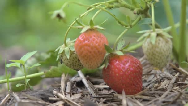 Strawberries Garden Close Ripe Strawberries Garden Growing Strawberries — Stock Video