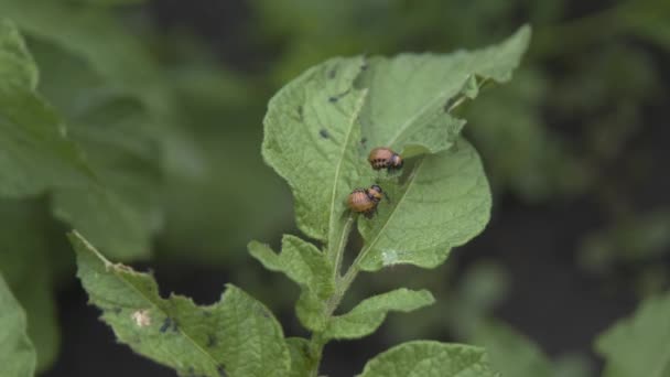 科罗拉多马铃薯甲虫在马铃薯叶上 科罗拉多马铃薯甲虫特写 — 图库视频影像