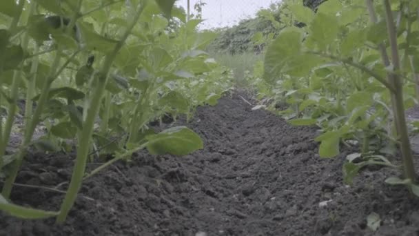Arbustos Batata Jardim Fileiras Arbustos Batata Cultivo Batatas — Vídeo de Stock