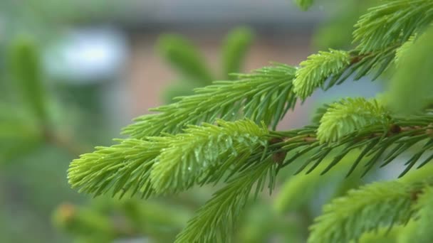 가문비나무 가지들 소나무 가지들 소나무가지 크리스마스 트리의 가지들을 클로즈업 — 비디오