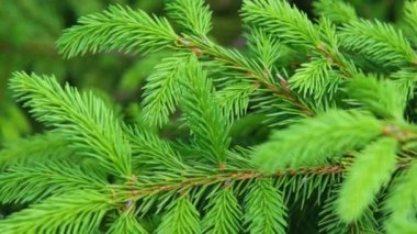 Genç ladin dalları. Genç çam dalları. Bahar genç çam dalları. Genç bir Noel ağacının dalları.