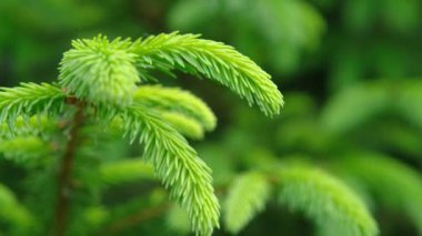 Genç ladin dalları. Genç çam dalları. Bahar genç çam dalları. Genç bir Noel ağacının dalları.