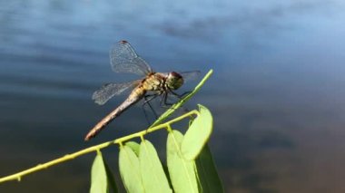 Yusufçuk yakın plan. Bir ağaç dalında yusufçuk. Bir dalda yusufçuk tutan bir adam..