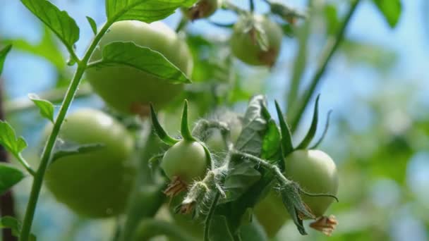 Zielony Pomidor Ogrodzie Owoce Pomidorów Śpiewają Krzakach Krzew Zielonymi Pomidorami — Wideo stockowe