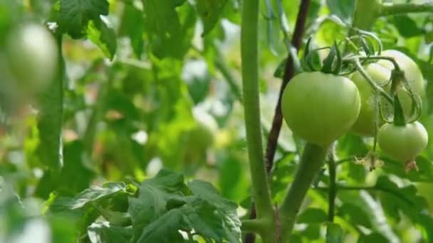 Zielony Pomidor Ogrodzie Owoce Pomidorów Śpiewają Krzakach Krzew Zielonymi Pomidorami — Wideo stockowe