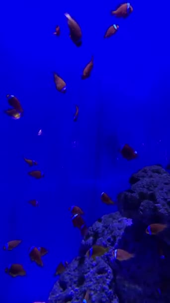 サンゴ礁のエキゾチックな魚 サンゴ礁の上の美しい色の魚 ネモを見つける魚 — ストック動画