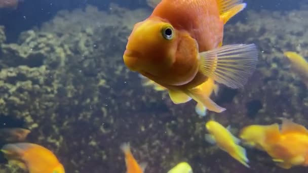 산호초에 황금빛 물고기 있습니다 금붕어가 물위에서 헤엄치는 금붕어 — 비디오