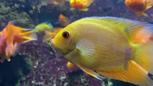 Zbliżenie Złotej Rybki Stado Złotych Ryb Rafie Koralowej Dużo Złotych — Wideo stockowe