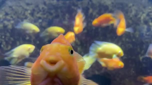 Bando Peixes Dourados Num Recife Coral Muitos Peixinhos Dourados Goldfish — Vídeo de Stock