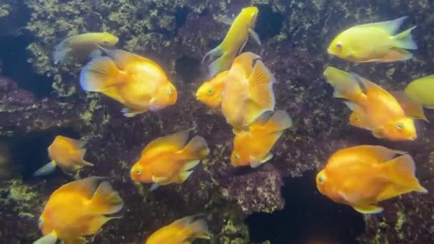 Золотая Рыбка Крупным Планом Стая Золотых Рыб Коралловом Рифе Много — стоковое видео
