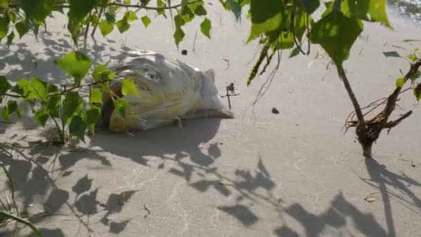 Νεκρά Ψάρια Στην Παραλία Ψάρι Αποσυντίθεται Στην Αμμώδη Ακτή Νεκρά — Αρχείο Βίντεο