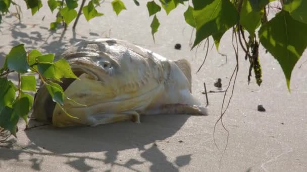 Des Poissons Morts Sur Plage Poisson Décompose Sur Rivage Sablonneux — Video