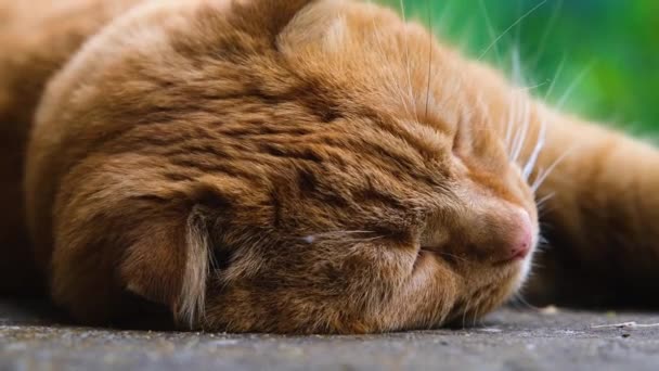 Red Cat Sleeps Pleasure Red Cat Close Cat Sleeps Sweetly — Stock Video