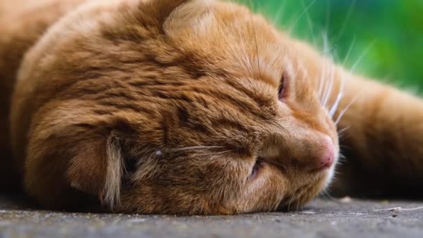 Gato Rojo Duerme Con Placer Primer Plano Del Gato Rojo — Vídeo de stock