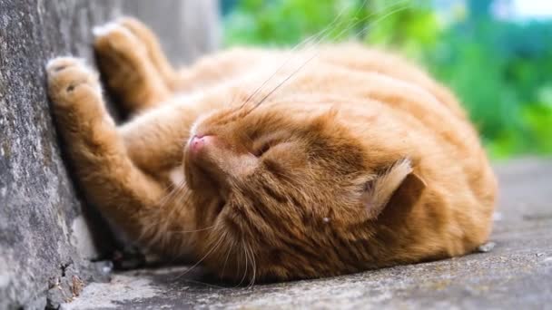 Gato Rojo Duerme Con Placer Primer Plano Del Gato Rojo — Vídeos de Stock