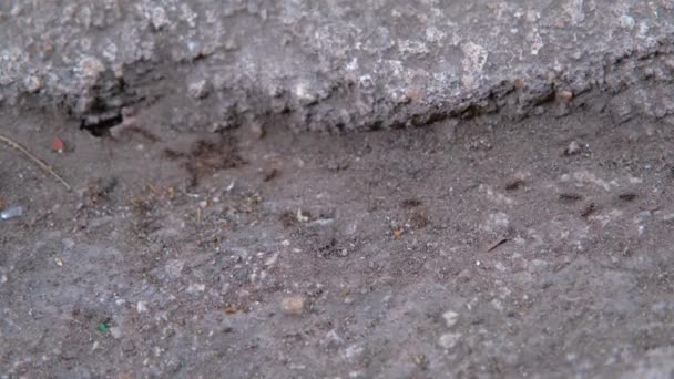 Karıncalar Yakın Plan Karıncalar Birbirini Takip Eder Karıncaların Takım Çalışması — Stok video