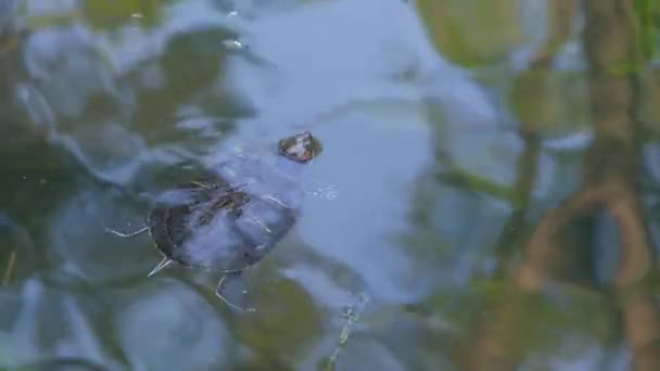 Schildpad Zwemt Het Meer Schildpad Close Zoetwaterschildpad — Stockvideo