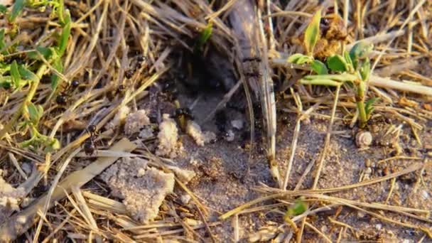 Hormigas Negras Hormigas Cerca Colonia Hormigas Trabajo Equipo Hormigas — Vídeos de Stock