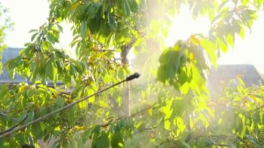 Sprey ağaçlar. Meyve ağaçlarının haşerelerden temizlenmesi. Ağaçlara böcek ilacı sıkarak..