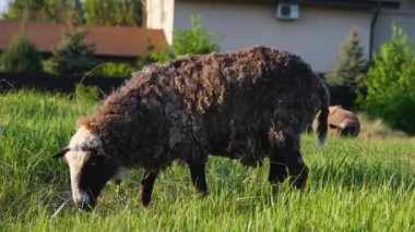 Yeşil bir tarlada güzel bir koyun. Güzel bir koyun kameraya bakar. Kırsalda koyun var. Doğada altın saatinde koyun.