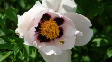 Şakayık yakın plan. Bir arı şakayıkta polen toplar..