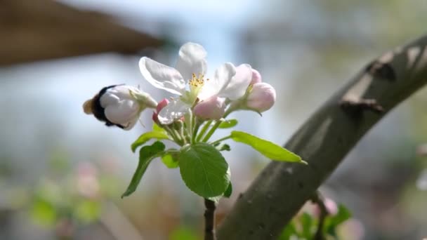 Bourdon Sur Une Fleur Bourdon Recueille Nectar Sur Une Fleur — Video