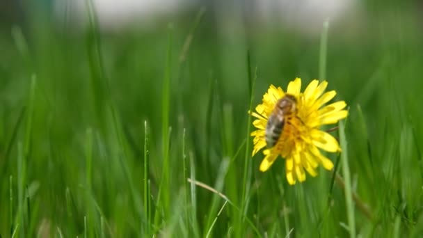 タンポポのクローズアップの蜂です 花の上の蜂のクローズアップ 花粉を集めて — ストック動画