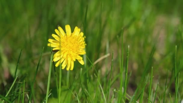 緑の草のタンポポ 緑の草の中に黄色のタンポポ 緑の草の中のタンポポ — ストック動画