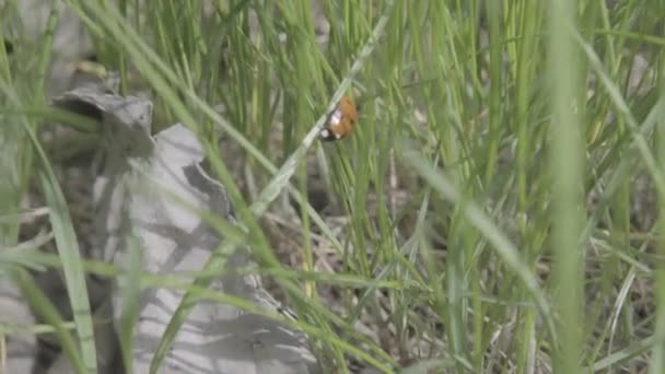 Primer Plano Mariquita Mariquita Hierba — Vídeo de stock