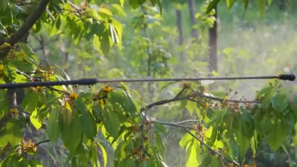 Postřikování Stromů Léčba Ovocných Stromů Škůdců Postřikování Stromů Pesticidy — Stock video