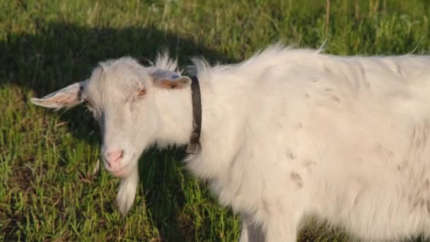 Young Goat Field Beautiful Goat Green Field Goat Grazing Field — Stock Video