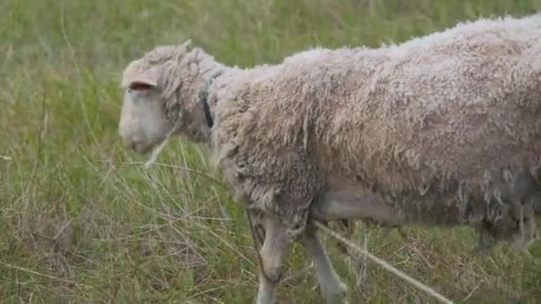 Prachtig Schaap Een Groen Veld Close Een Prachtig Schaap Kijkt — Stockvideo