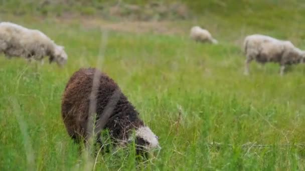 Lammet Äter Gräs Ett Ungt Får Äter Gräs Åker Får — Stockvideo