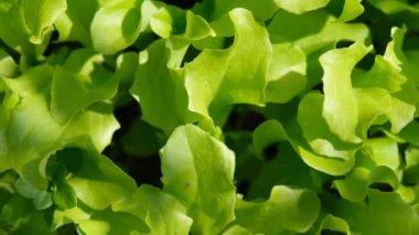 Bahçede taze marul. Marul yaprağı yetiştiriyorum. Ekolojik gıda. Kendi marulunu yetiştiriyorsun..