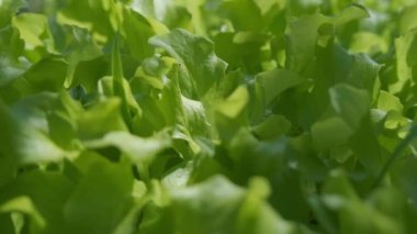 Bahçede taze marul. Marul yaprağı yetiştiriyorum. Ekolojik gıda. Kendi marulunu yetiştiriyorsun..